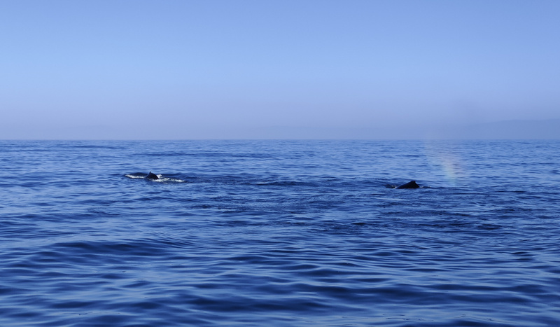 Humpback whales