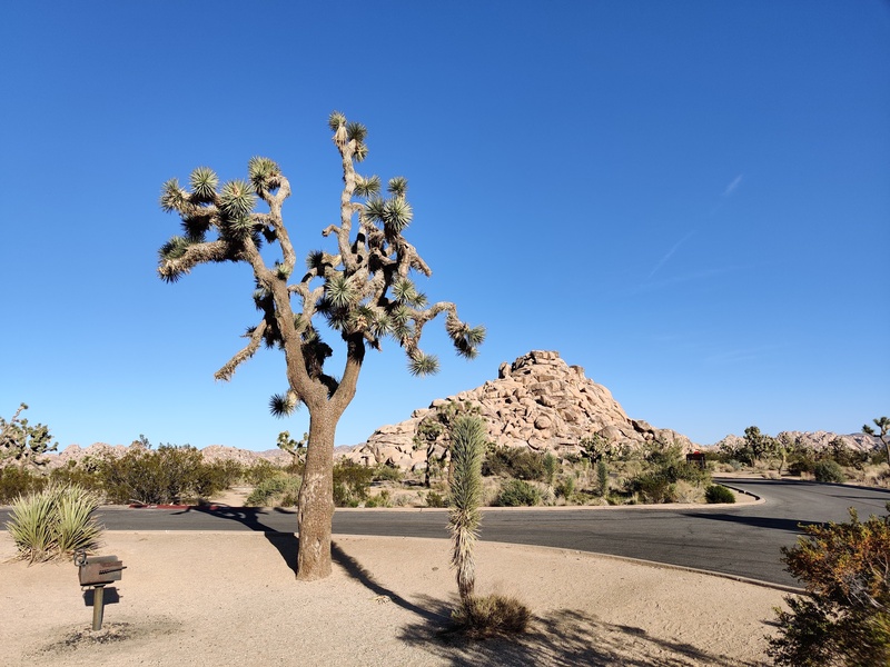 Joshua Tree