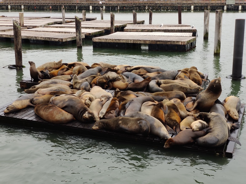 Sea lions